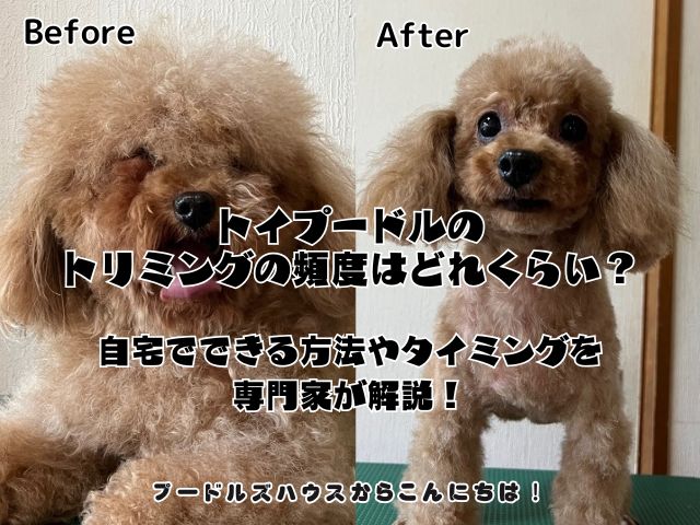 トイプードルの トリミングの頻度は どれくらい？ 自宅でできる方法や タイミングを 専門家が解説！