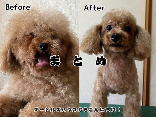 トイプードルのトリミングの頻度はどれくらい？自宅でできる方法やタイミングを専門家が解説！【まとめ】