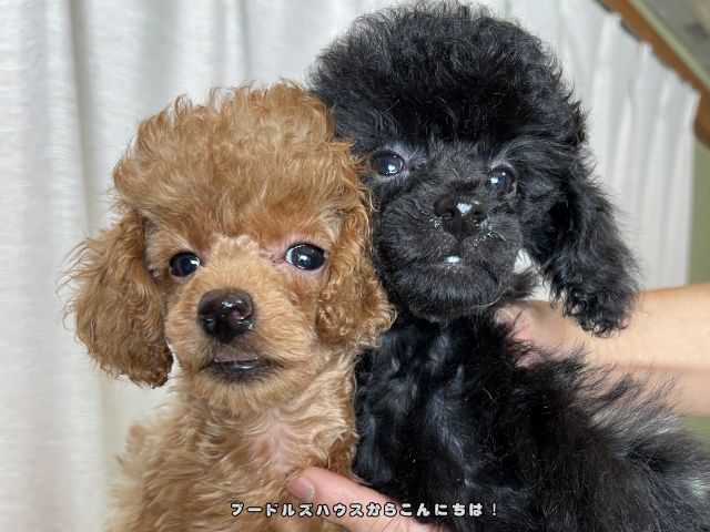 トイプードルの毛色違いの例(レッドとブラックなど)