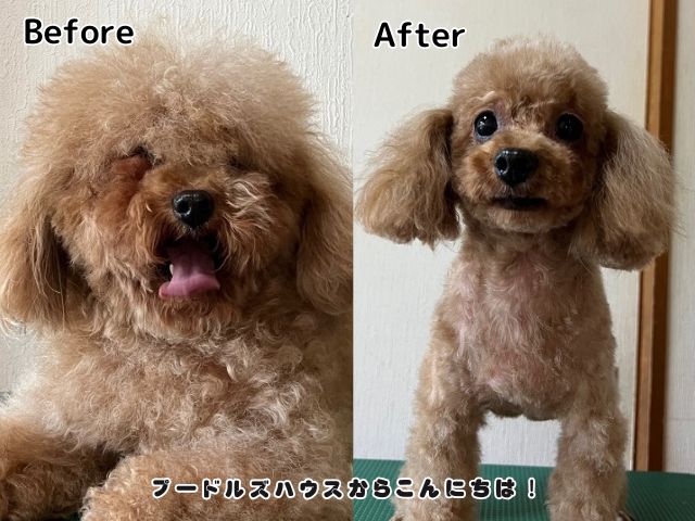 トリミング【before after】