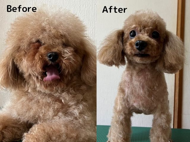 トイプードルのトリミングの頻度はどれくらい？【before after】