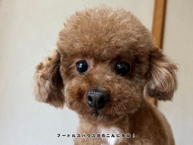 初めてのトリミングでパピーカットをしたトイプードル