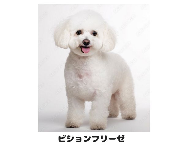ビションフリーゼの外見例(白いふわふわの被毛の特徴)