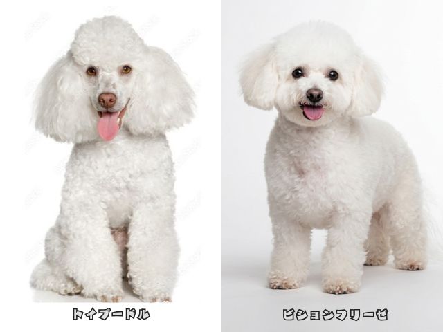 ビションフリーゼとトイプードルの外見の違いを比較した画像