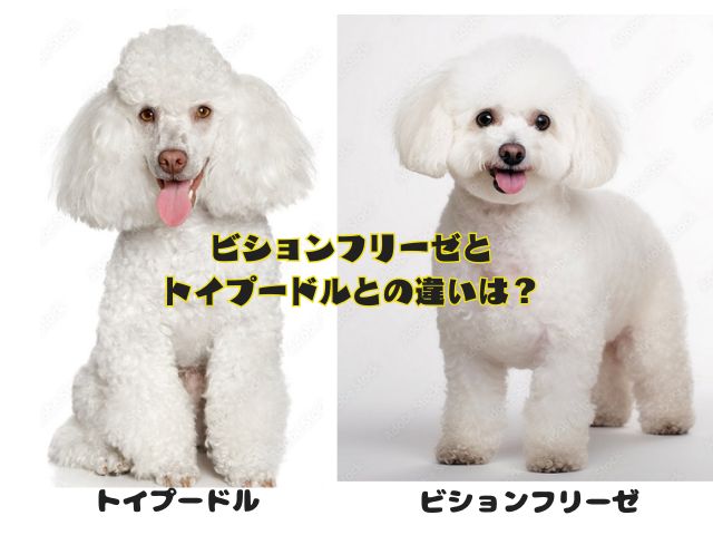 ビションフリーゼとトイプードルの違いを比較した画像
