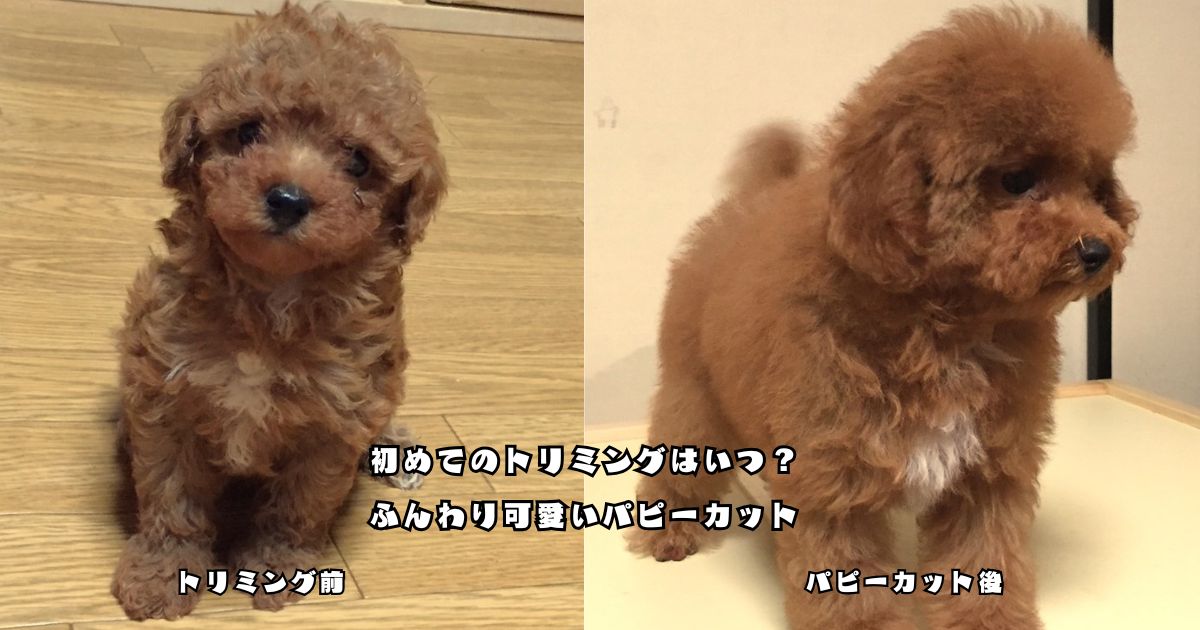 トイプードルの初めてのトリミング前とパピーカット後を比較した様子
