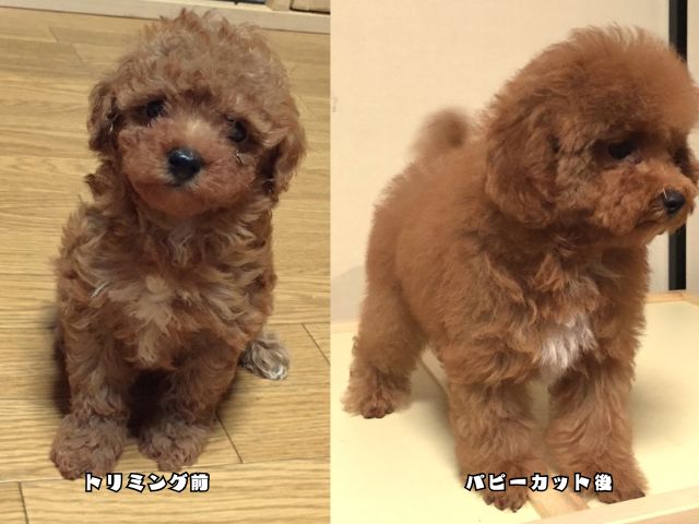 初めてのトリミング前とパピーカット後のトイプードル
