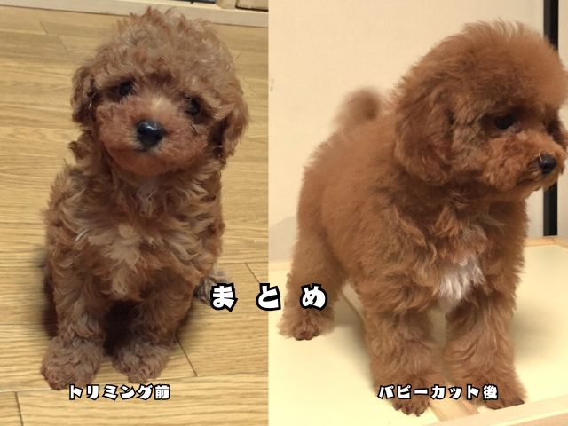 初めてのトリミングでふんわり可愛くなったトイプードル