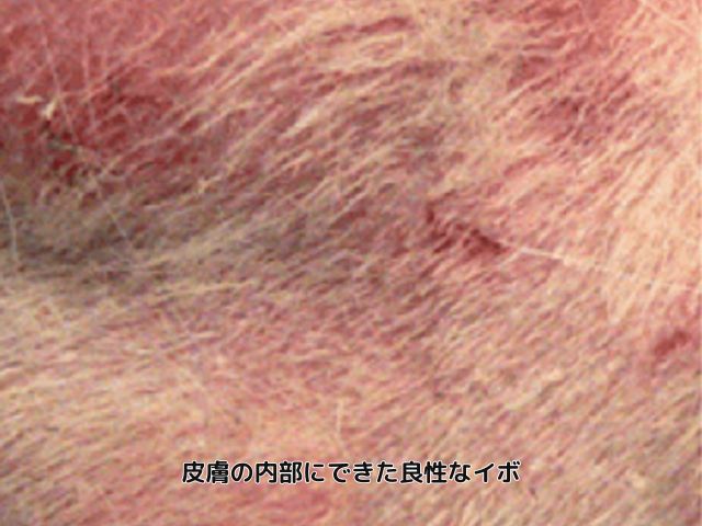 トイプードル 良性イボ 内部にできた皮膚のイボ