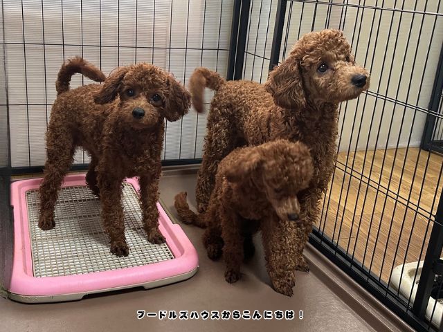 岐阜でトイプードルを5万円以下で迎えたい方へ向けて、価格だけで判断せず子犬の健康状態や育つ環境を確認する大切さを紹介する3頭のトイプードル