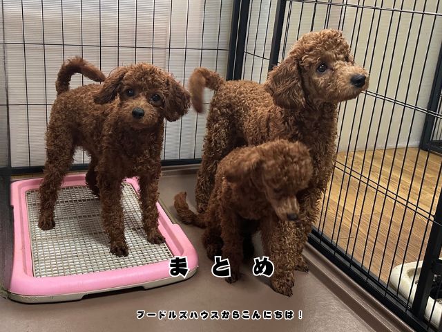 5万円以下でトイプードルを迎えたい方へ向けて、価格だけで判断せず健康状態や育つ環境を確認して納得して迎えることの大切さを伝える3頭のトイプードル