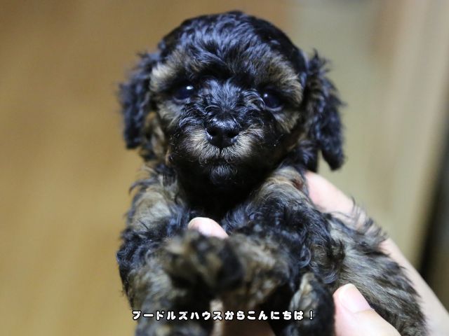 ブラックタンの毛色が特徴的なトイプードルの子犬