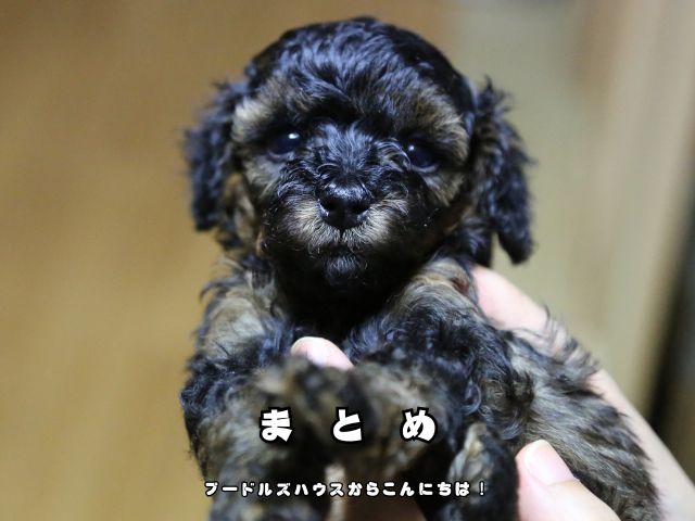 ブラックタンの特徴や血統書について解説したトイプードルの子犬