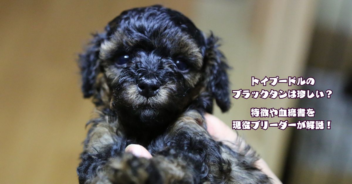 ブラックタンのトイプードルの子犬。特徴や血統書について現役ブリーダーが解説する記事のアイキャッチ画像