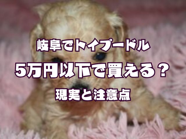 岐阜でトイプードルを5万円以下で購入できる？価格の現実と注意点を解説する子犬の写真