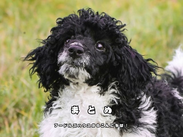 パーティーカラーのトイプードルの特徴や魅力をまとめた記事のイメージ写真