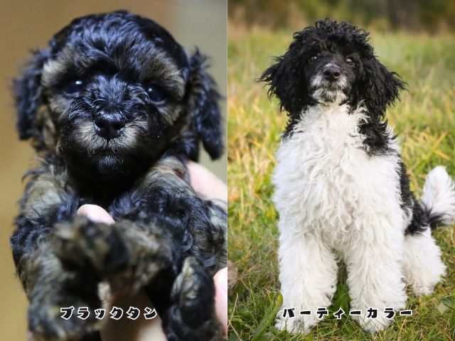 ブラックタンとパーティーカラーのトイプードルを並べて毛色の違いを比較した画像