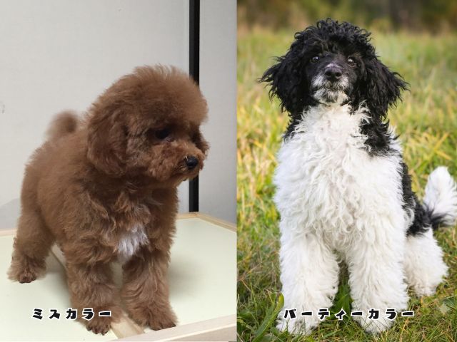 ミスカラーとパーティーカラーのトイプードルを並べて毛色の違いを比較した画像