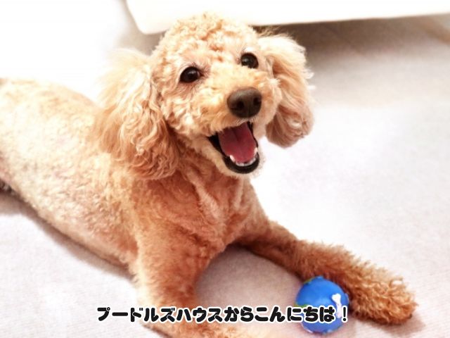 トイプードルが喜ぶ遊び方は？