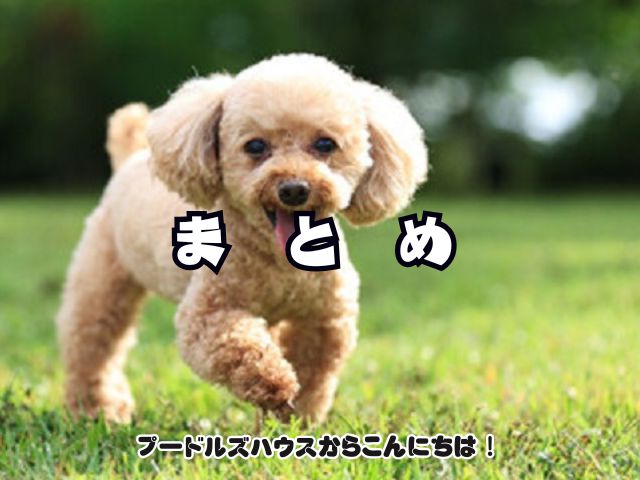 トイプードルが散歩しないとどうなる？【まとめ】