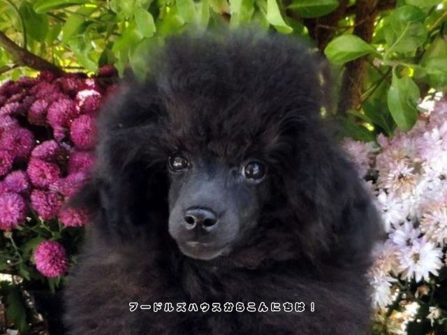ブルーの毛色をしたトイプードルの子犬