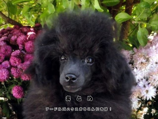 ブルーの毛色をしたトイプードルの特徴や魅力をまとめたイメージ写真