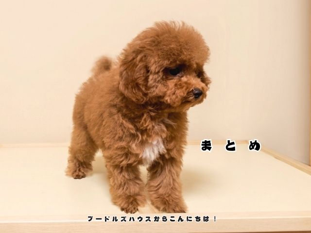 トイプードルのミスカラーとは？【まとめ】