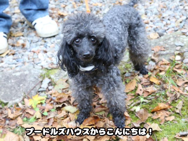 トイプードル散歩