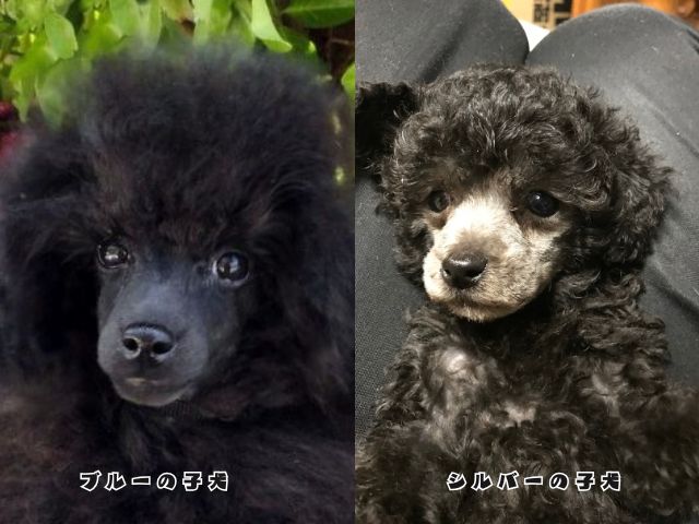 ブルーとシルバーの毛色を比較したトイプードルの写真