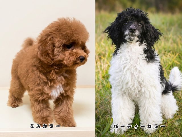 胸元だけ白い毛が入ったミスカラーと体全体が2色に分かれたパーティーカラーの比較写真