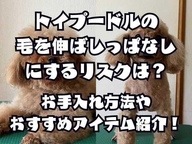 トイプードルの毛をのばっしぱなしにするリスクは？と手入れ方法やおすすめアイテムを紹介！