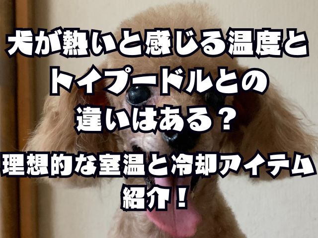 犬が熱いと感じる温度とトイプードルとの違いはある？理想的な室温と冷却アイテムを紹介！