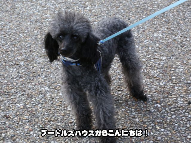 トイプードルの散歩