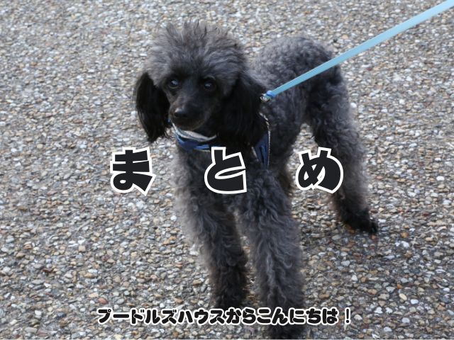 トイプードルの散歩しすぎに注意【まとめ】