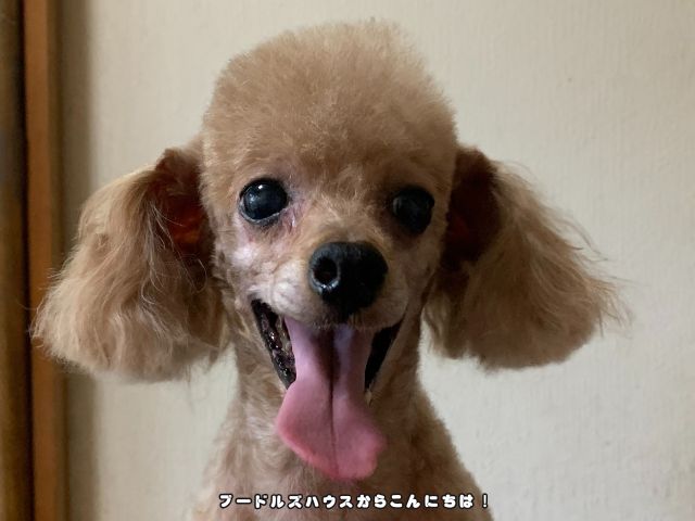 暑さを感じてパンティングするレッドのトイプードル