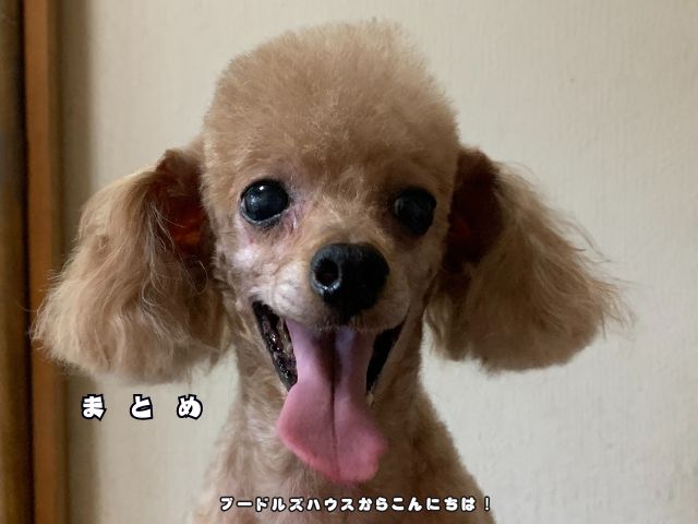 トイプードルの室温管理と暑さ対策を紹介するまとめ画像