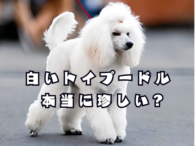 白いトイプードルは本当に珍しい？多いのかを解説する記事のアイキャッチ画像