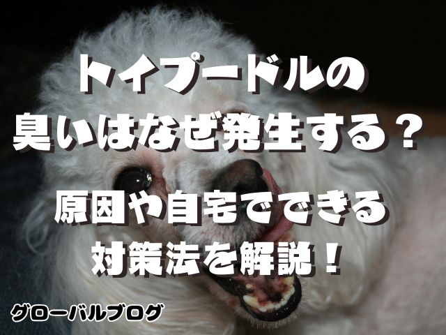 トイプードルの臭いはなぜ発生する？原因や自宅でできる対策法を解説！