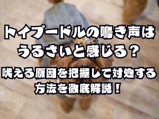 トイプードルの鳴き声はうるさいと感じる？