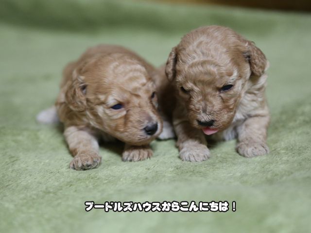 アプリコット子犬