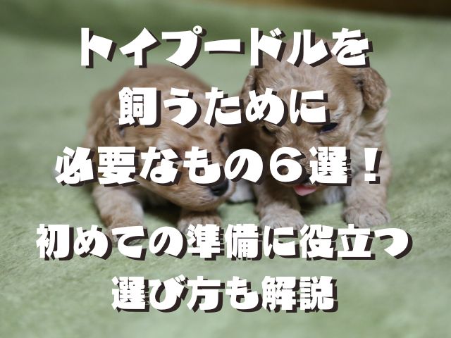 トイプードルを 飼うために必要なもの6選！