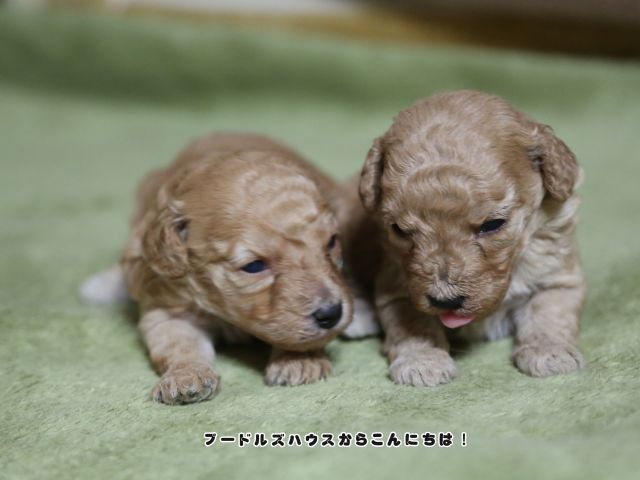 子犬お迎えに必要なものを紹介するトイプードルの子犬
