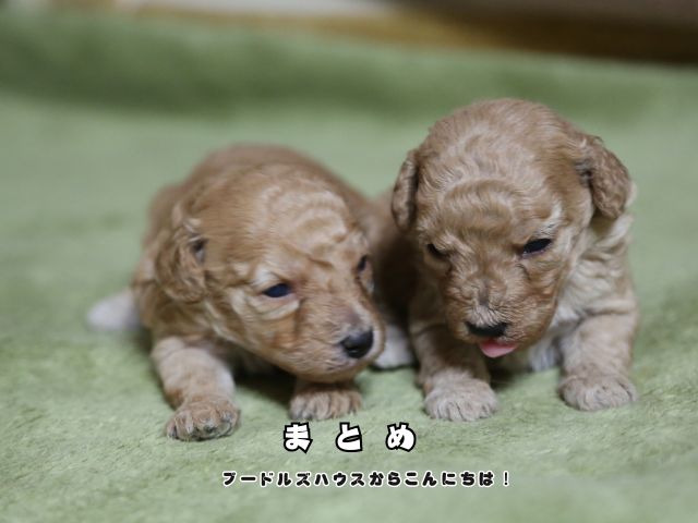 子犬お迎えに必要なものをまとめたトイプードルの子犬