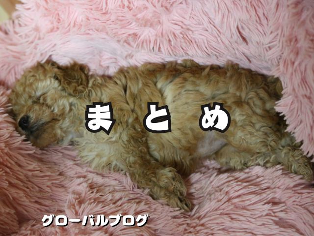 アプリコット子犬 まとめ【熟睡】