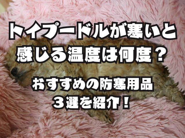 トイプードルが寒いと感じる温度は何度？