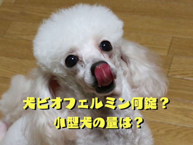 犬にビオフェルミンは何錠？小型犬の量の目安を解説