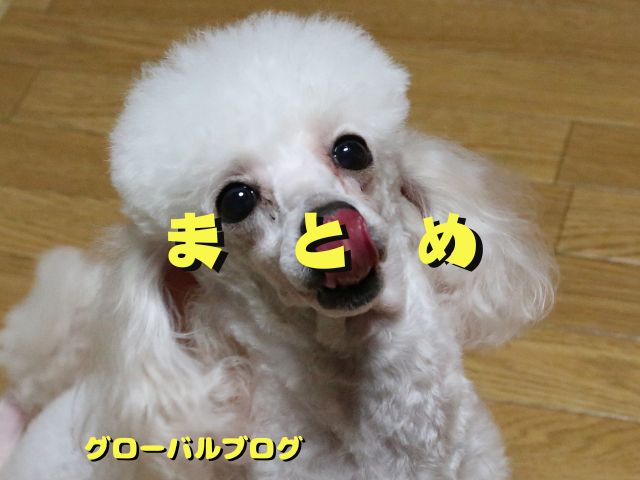 犬に与える ビオフェルミンの量は？【まとめ】