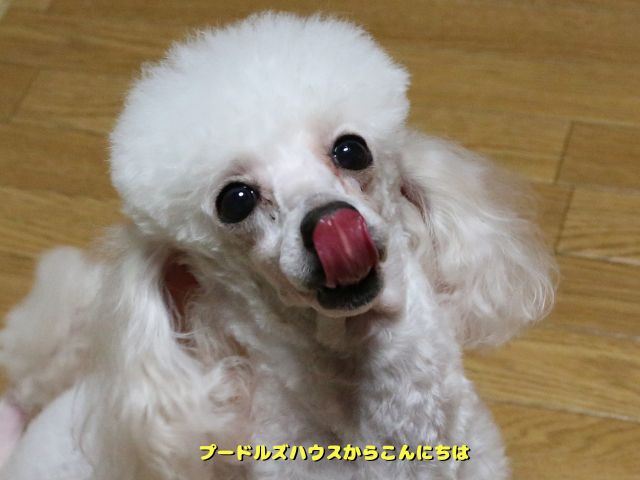 犬に与える ビオフェルミンの量は？【飲んだよ・・】