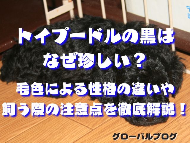 トイプードルの黒は なぜ珍しい？