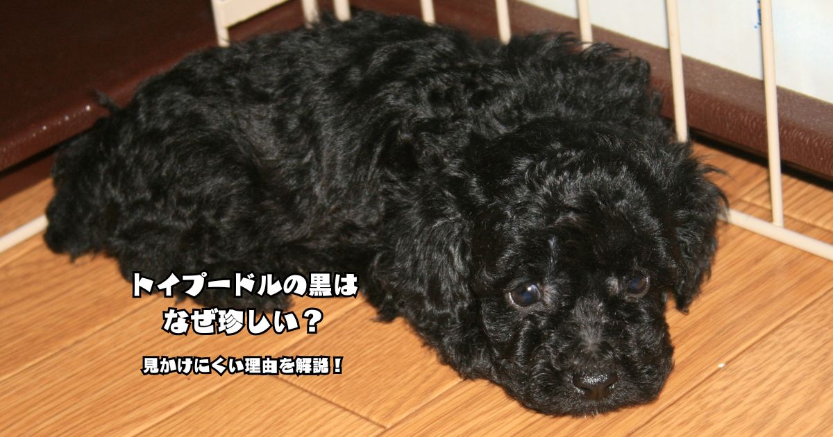 ブラックのトイプードルの子犬。黒が珍しい理由や見かけにくい理由を解説する記事のアイキャッチ画像